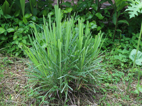 Lemongrass