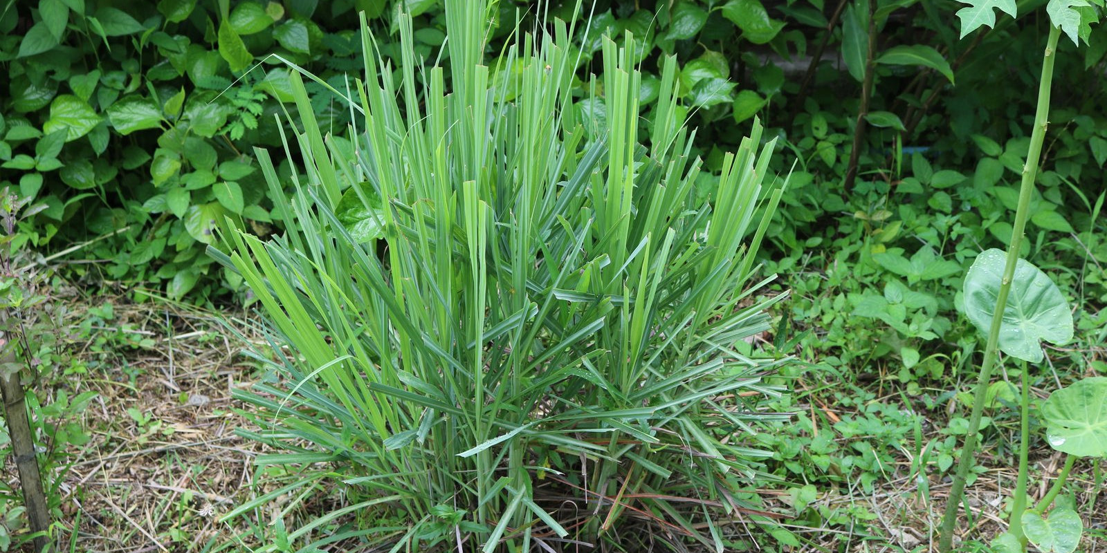 How to Grow Lemongrass in Australia