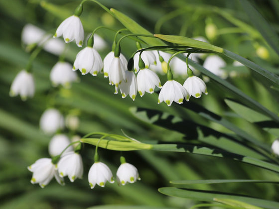 Leucojum