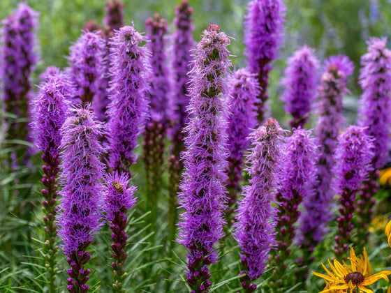 Liatris