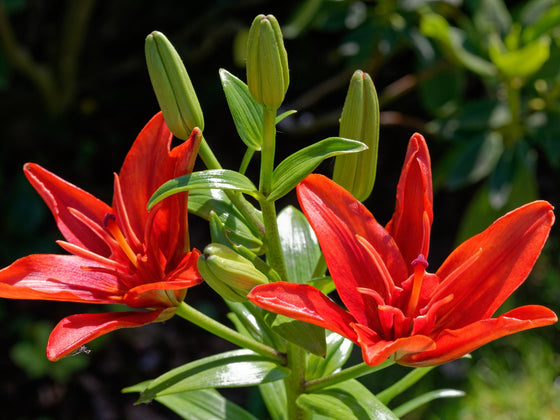 Lilium