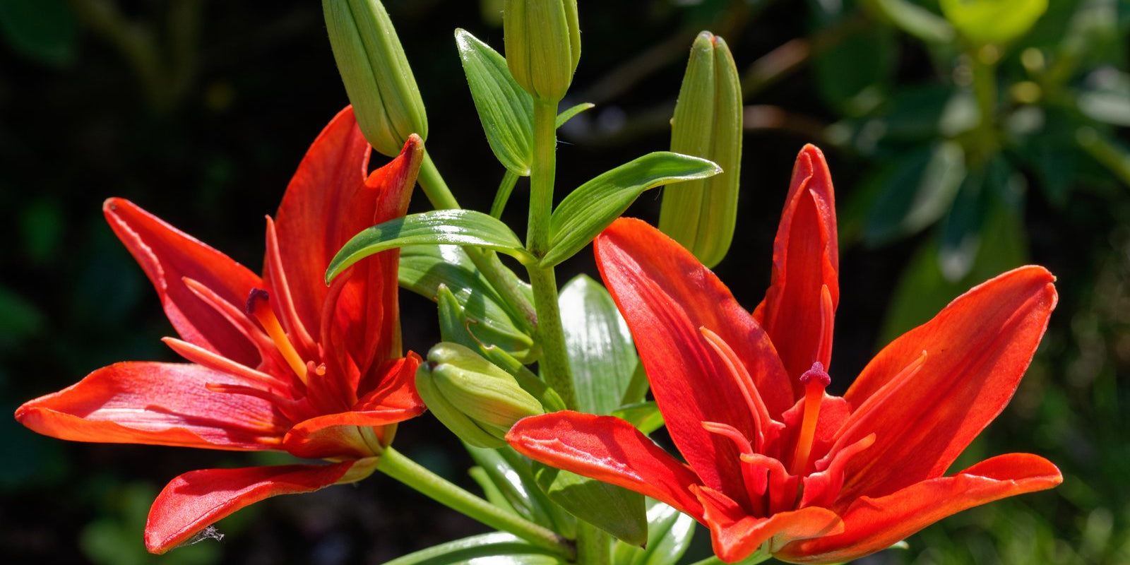 How to Grow Liliums in Australia