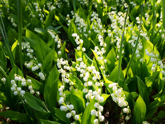 Lily Of The Valley