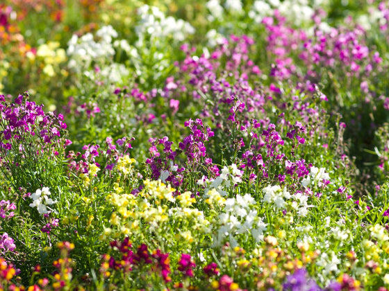 Linaria