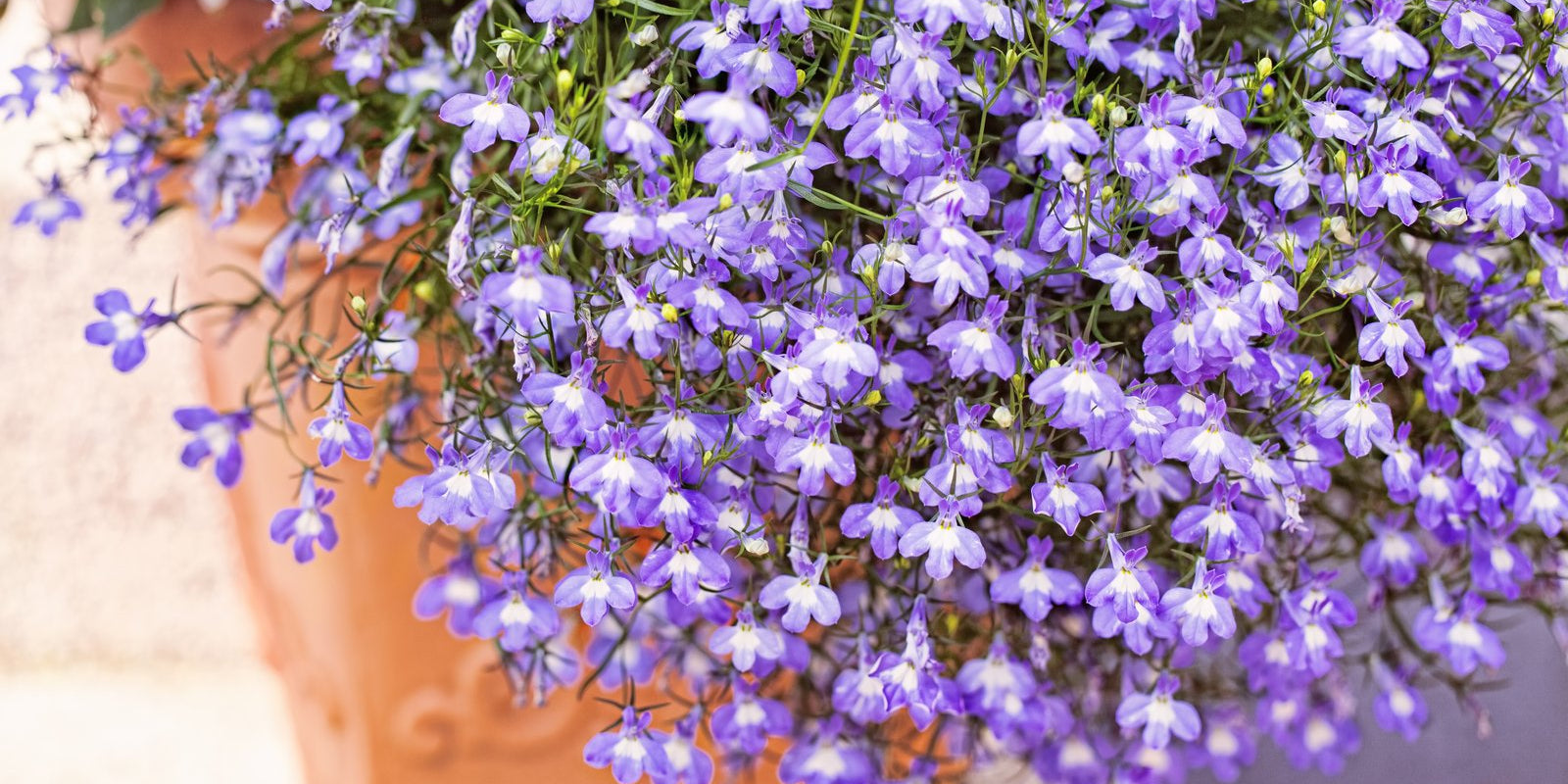 How to Grow Lobelia in Australia