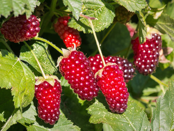 Loganberry