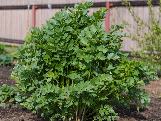 Lovage