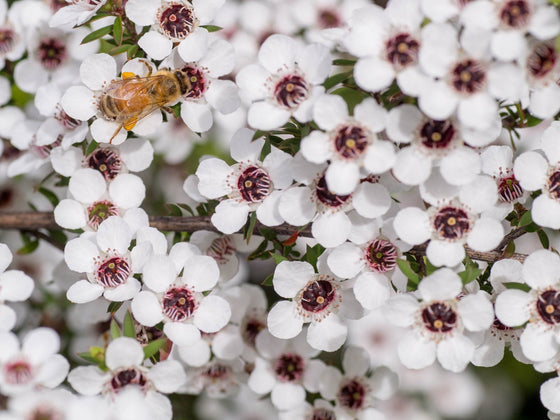 Manuka