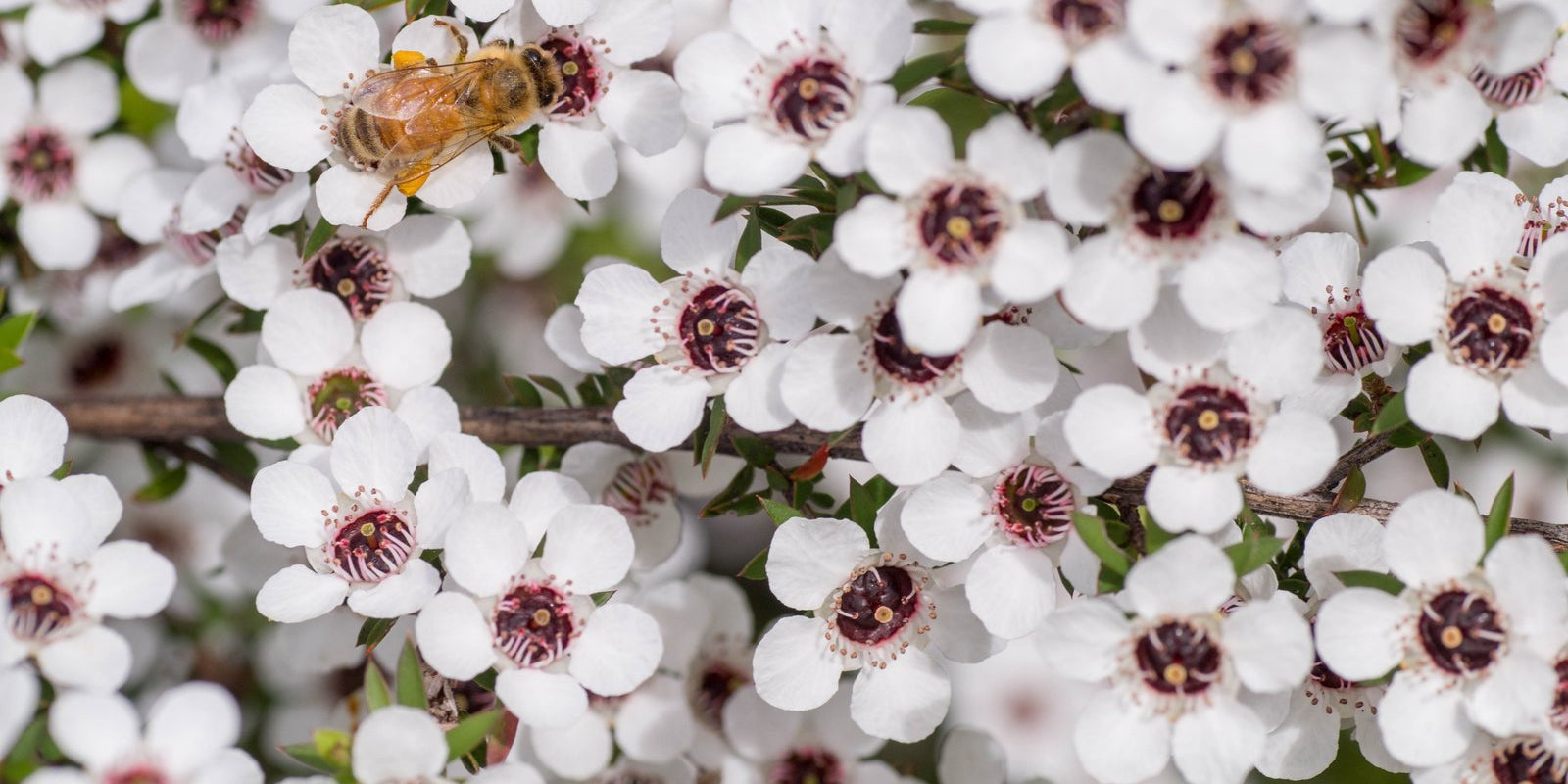 How to Grow Manuka in Australia