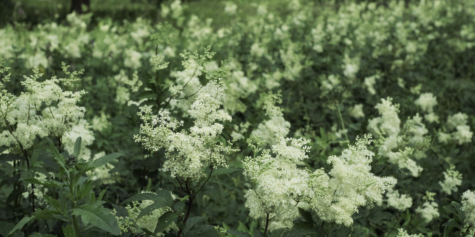 How to Grow Meadowsweet in Australia