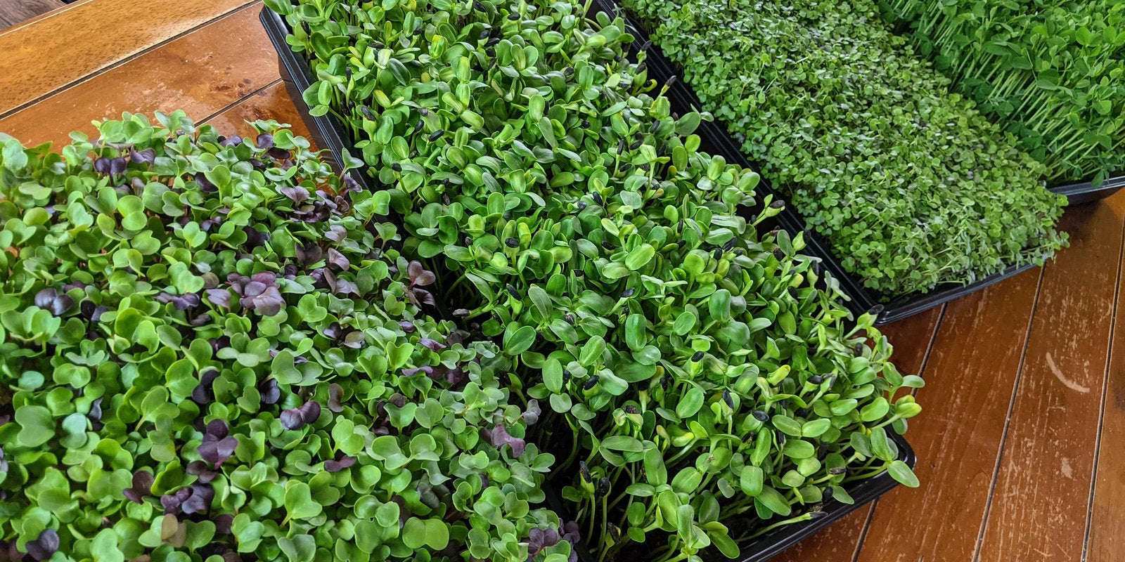 How to Grow Microgreen Mix in Australia