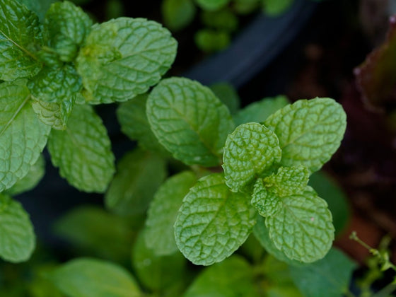 Mint