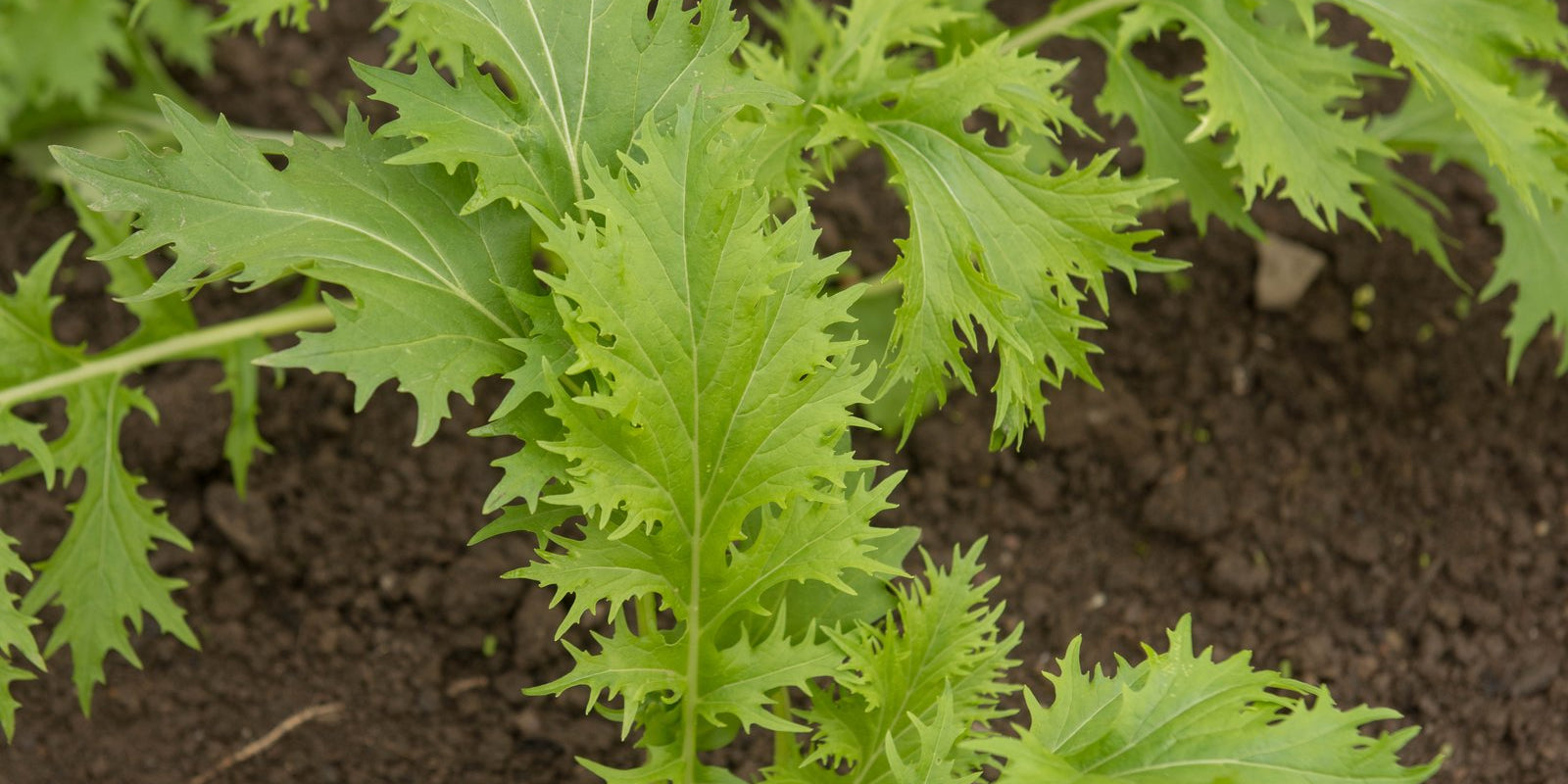 How to Grow Mizuna in Australia
