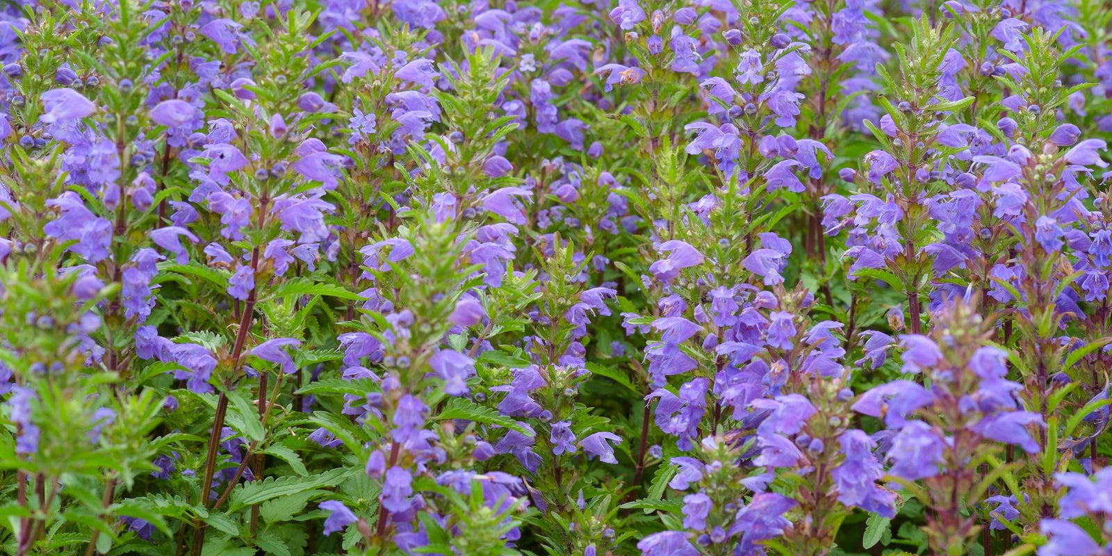 How to Grow Moldavian Dragonhead in Australia