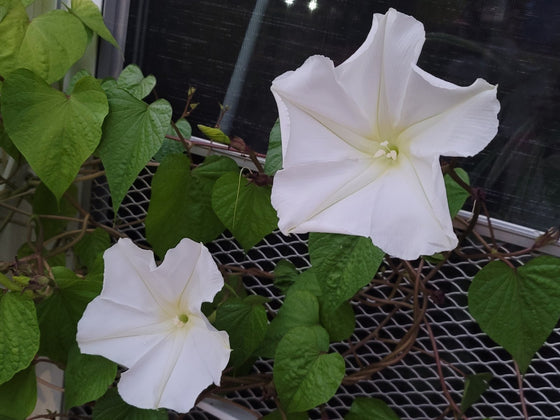 Moonflower