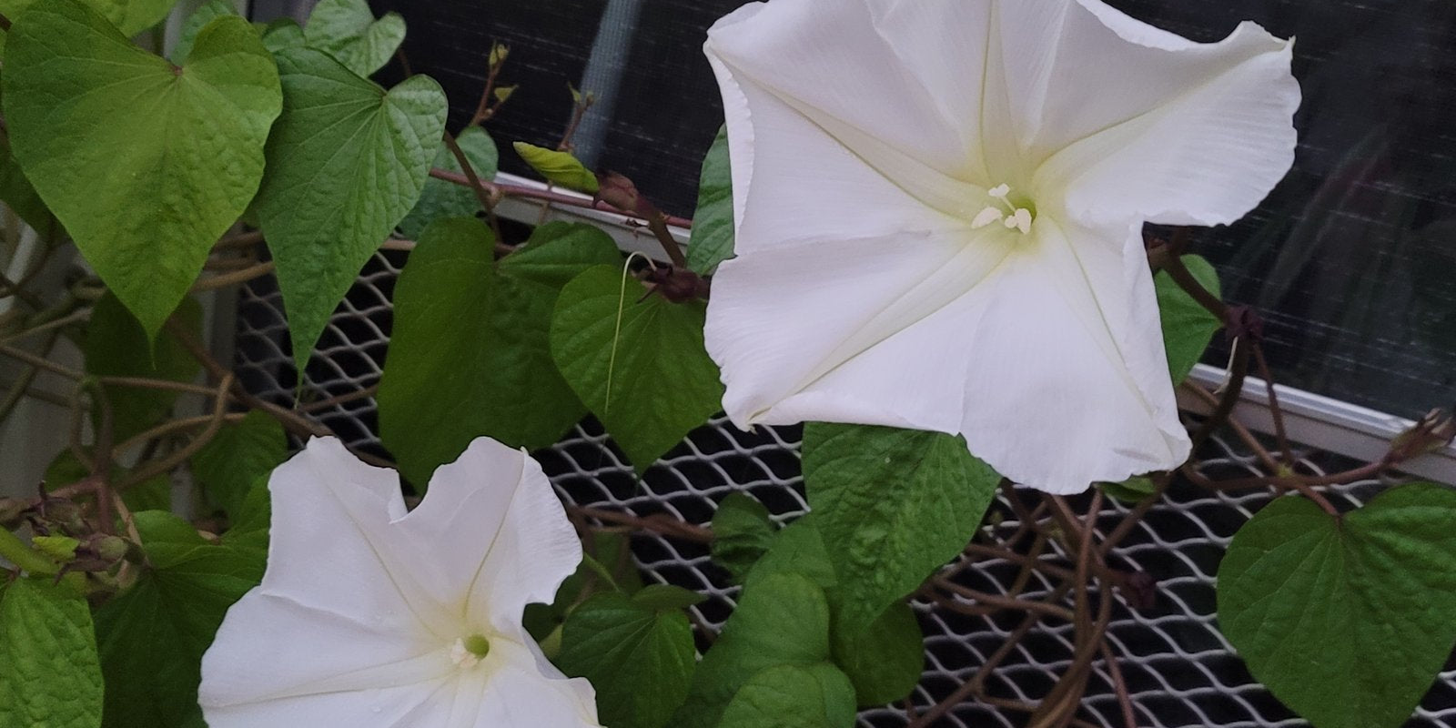 How to Grow Moonflowers in Australia
