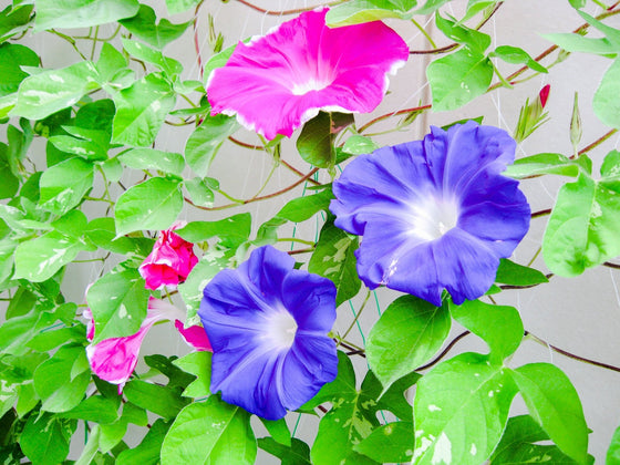 Morning Glory