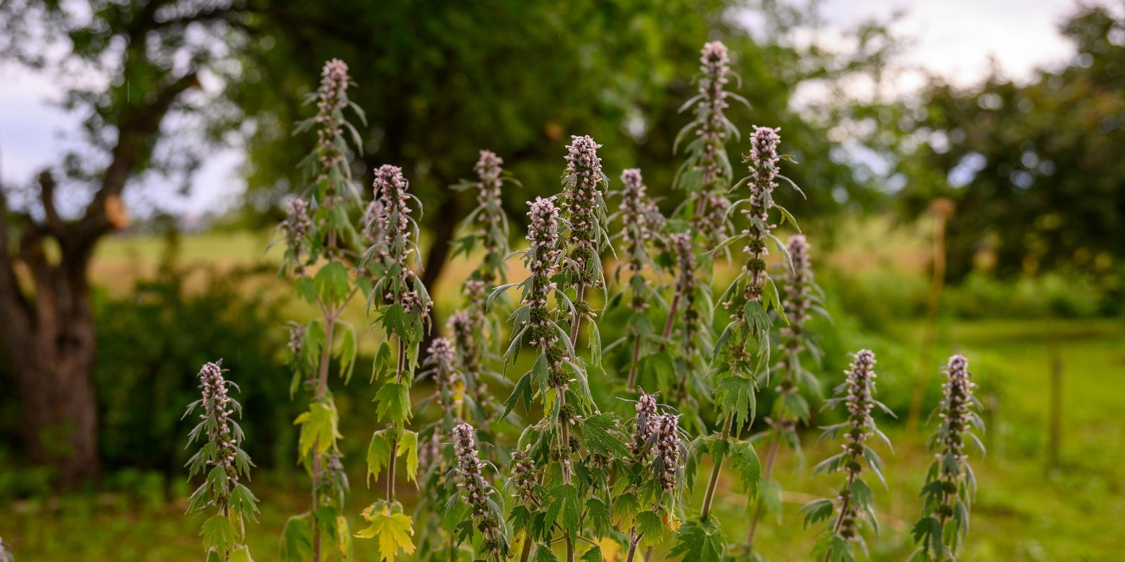 How to Grow Motherwort in Australia