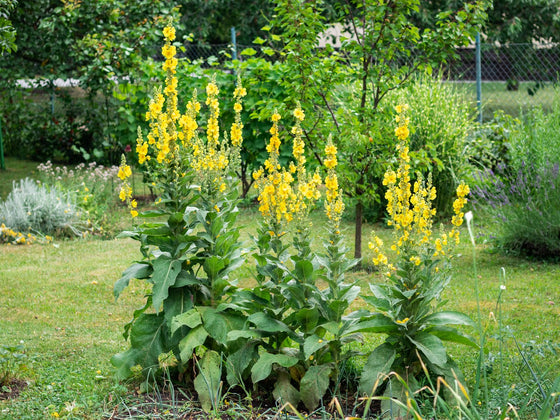 Mullein