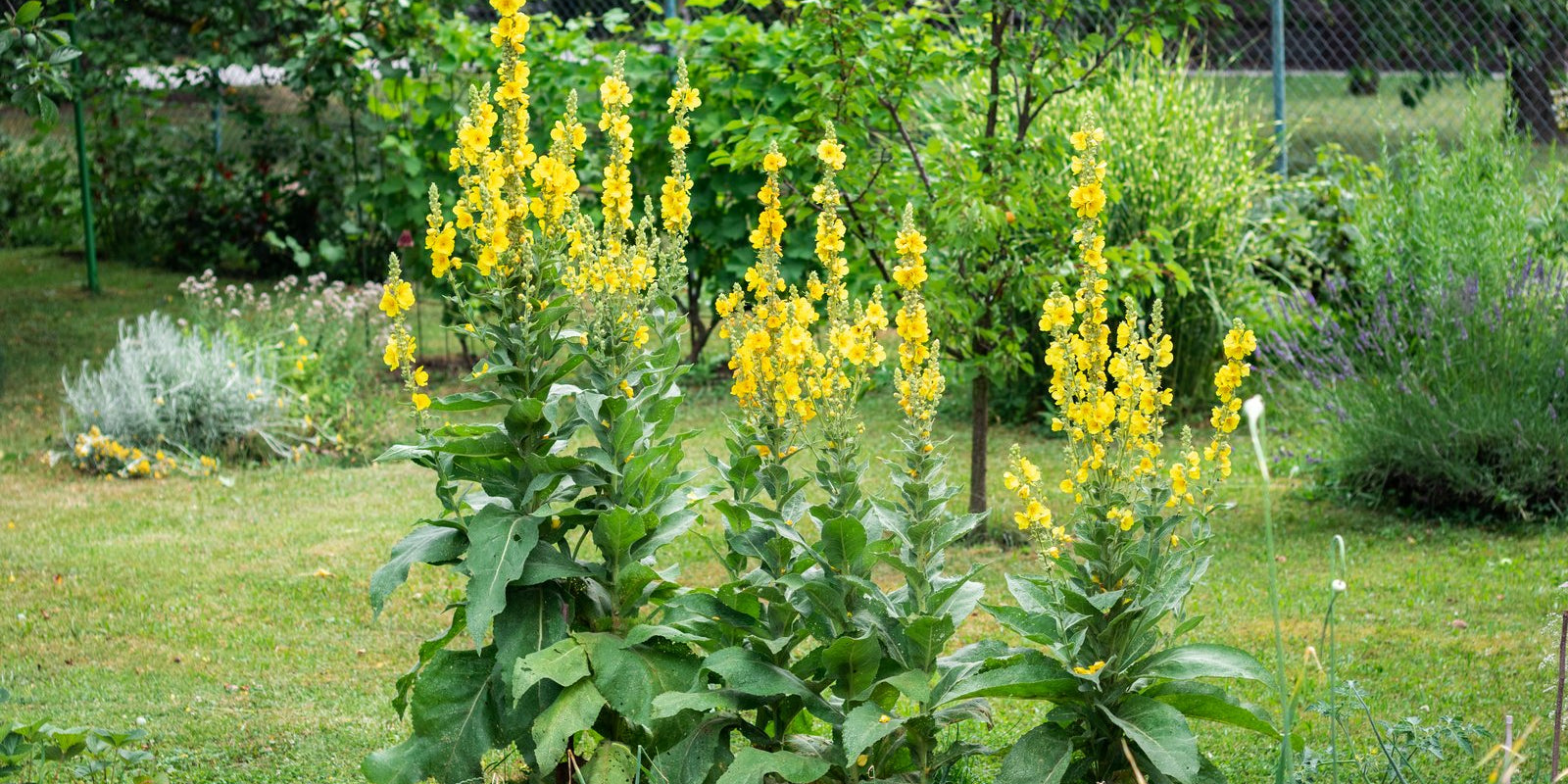 How to Grow Mullein in Australia