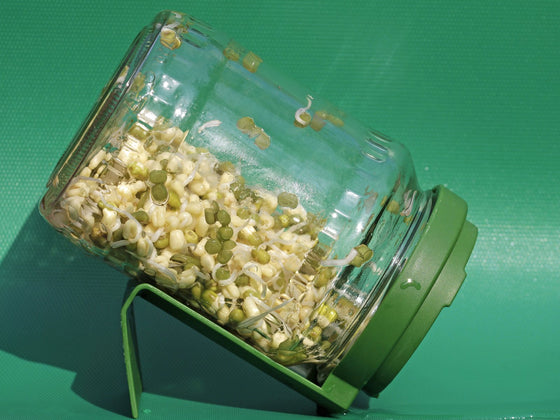 Mung Bean Sprouts