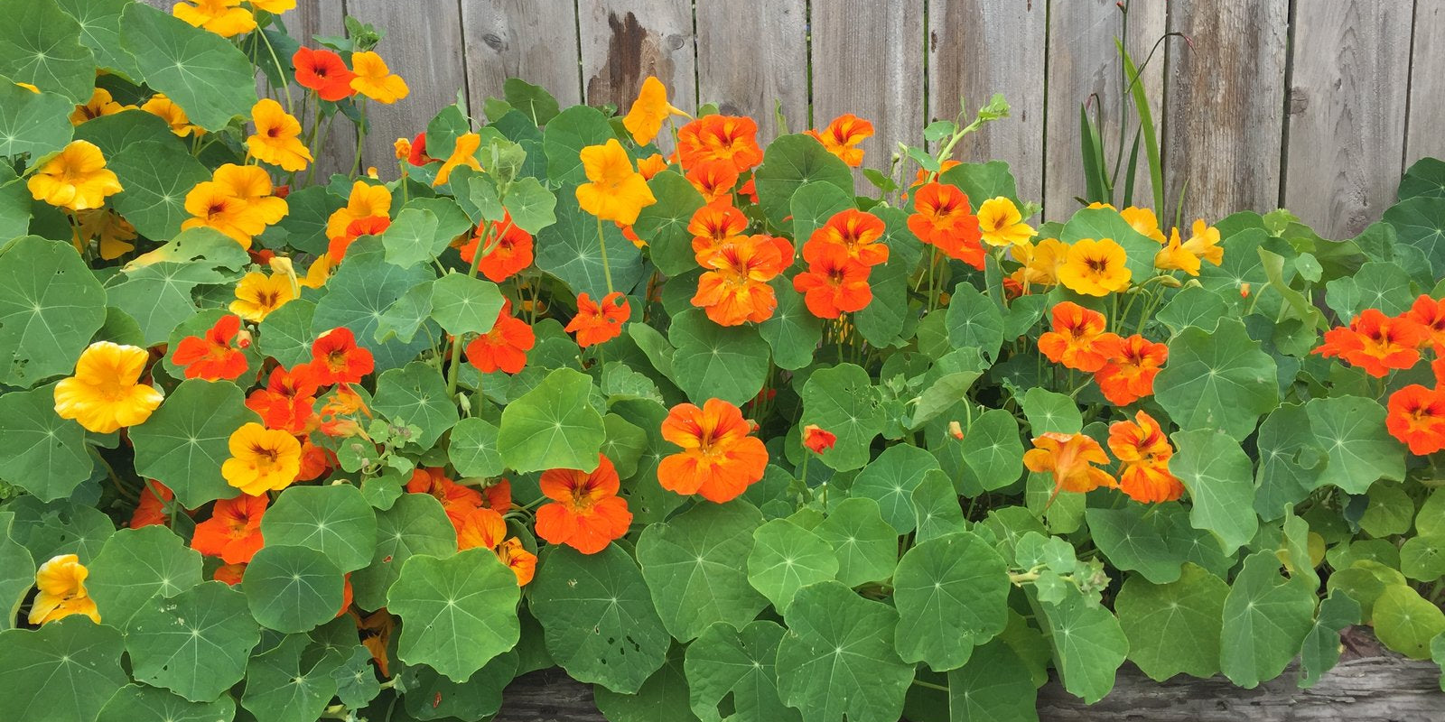 How to Grow Nasturtiums in Australia