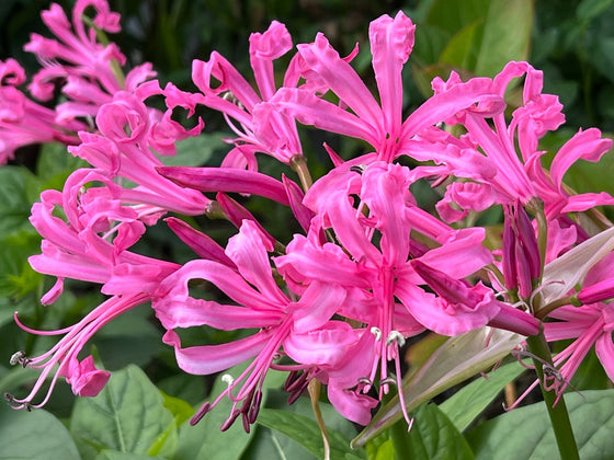 Nerine