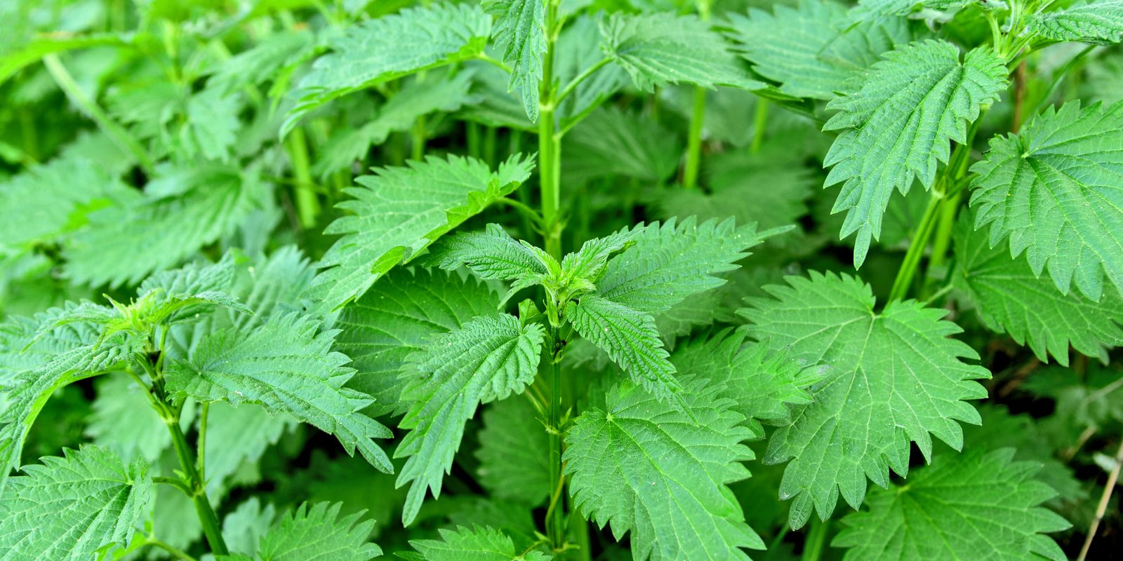 How to Grow Nettles in Australia