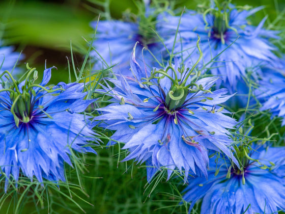 Nigella