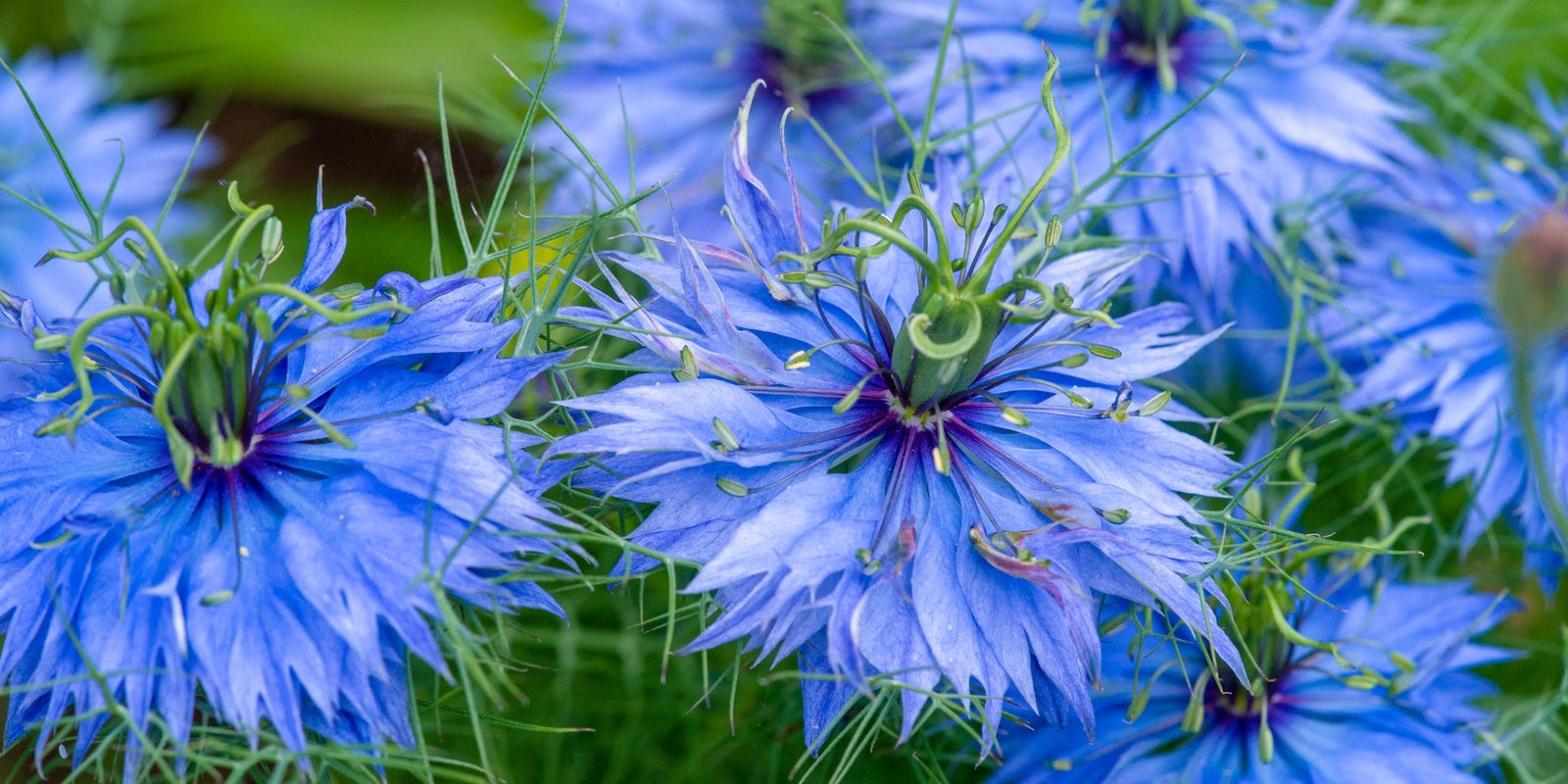 How to Grow Nigella in Australia