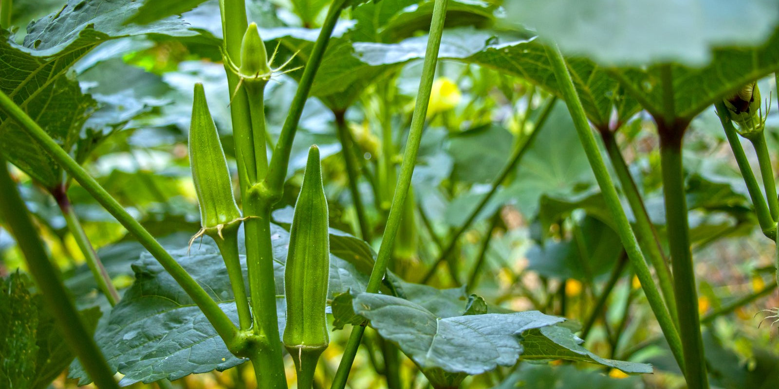 How to Grow Okra in Australia