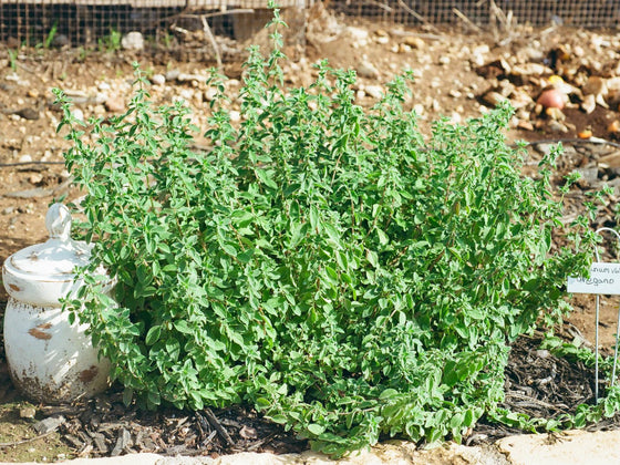 Oregano