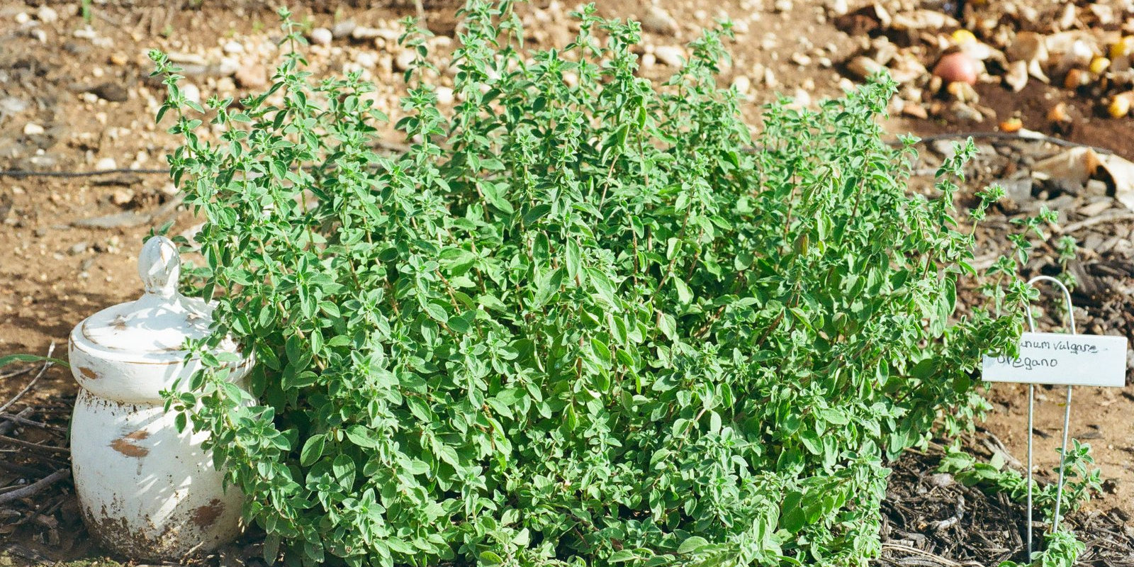 How to Grow Oregano in Australia