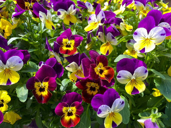 Pansy