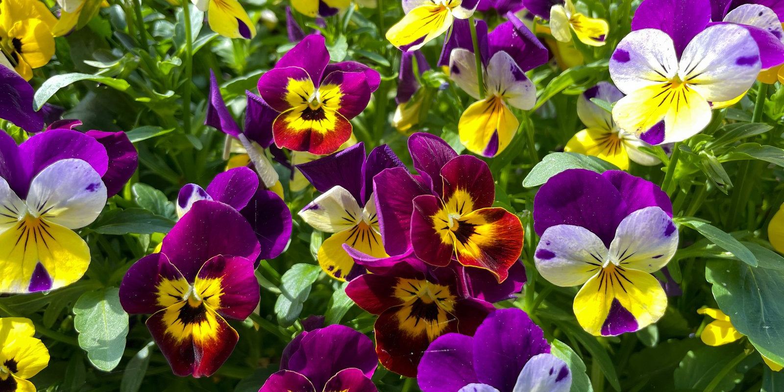 How to Grow Pansies in Australia