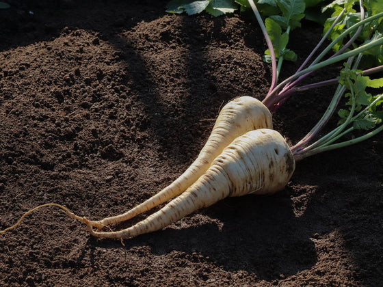 Parsnip