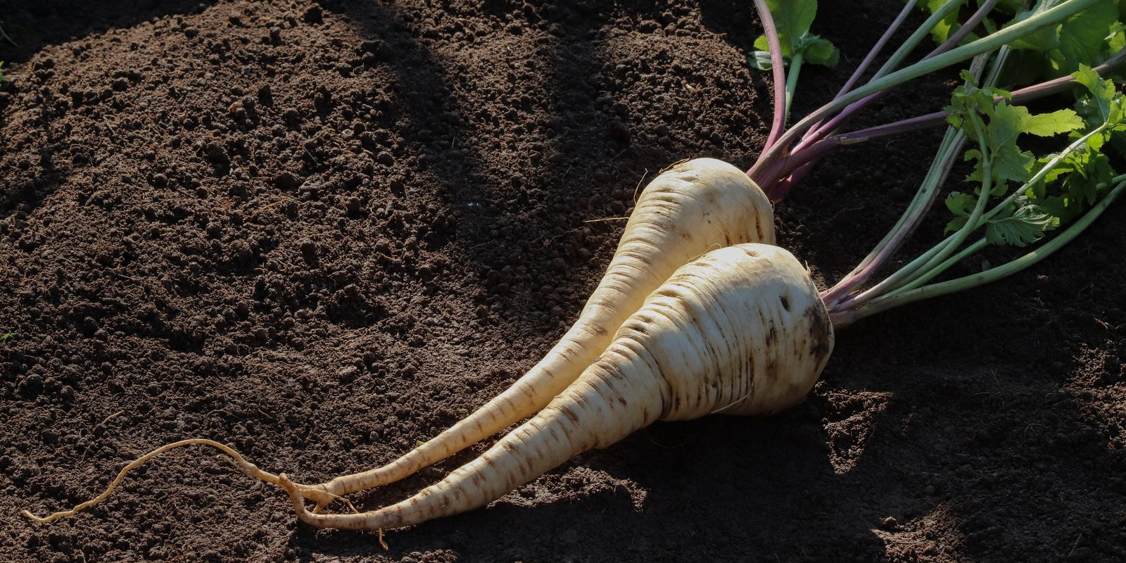 How to Grow Parsnips in Australia
