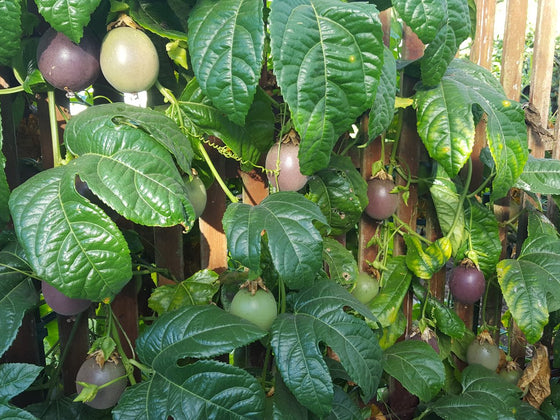 Passionfruit