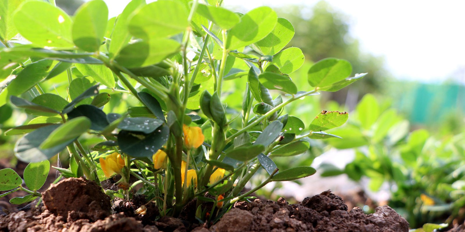 How to Grow Peanuts in Australia