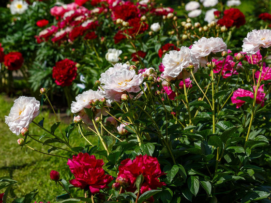 Peony