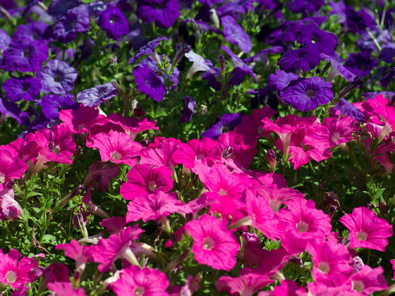 Petunia