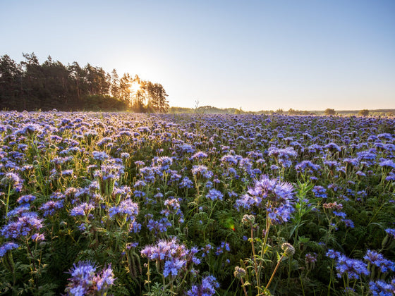 Phacelia