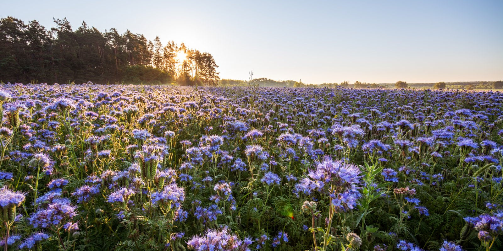How to Grow Phacelia in Australia