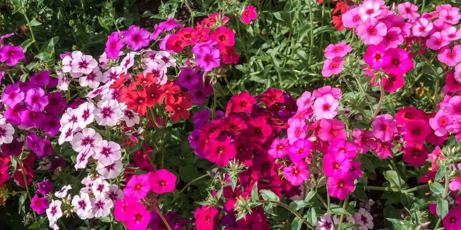 How to Grow Phlox in Australia