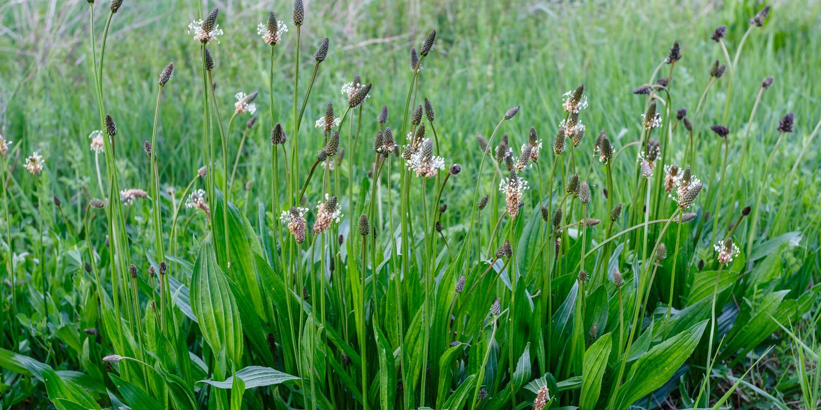 How to Grow Plantain in Australia