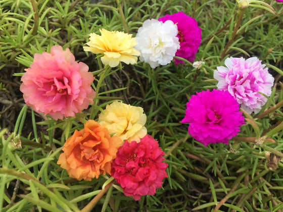 Portulaca