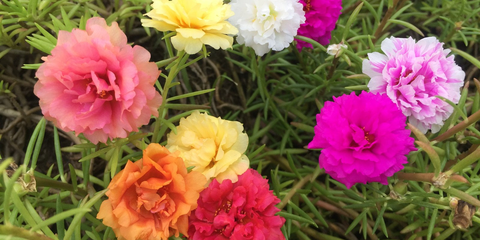 How to Grow Portulaca in Australia