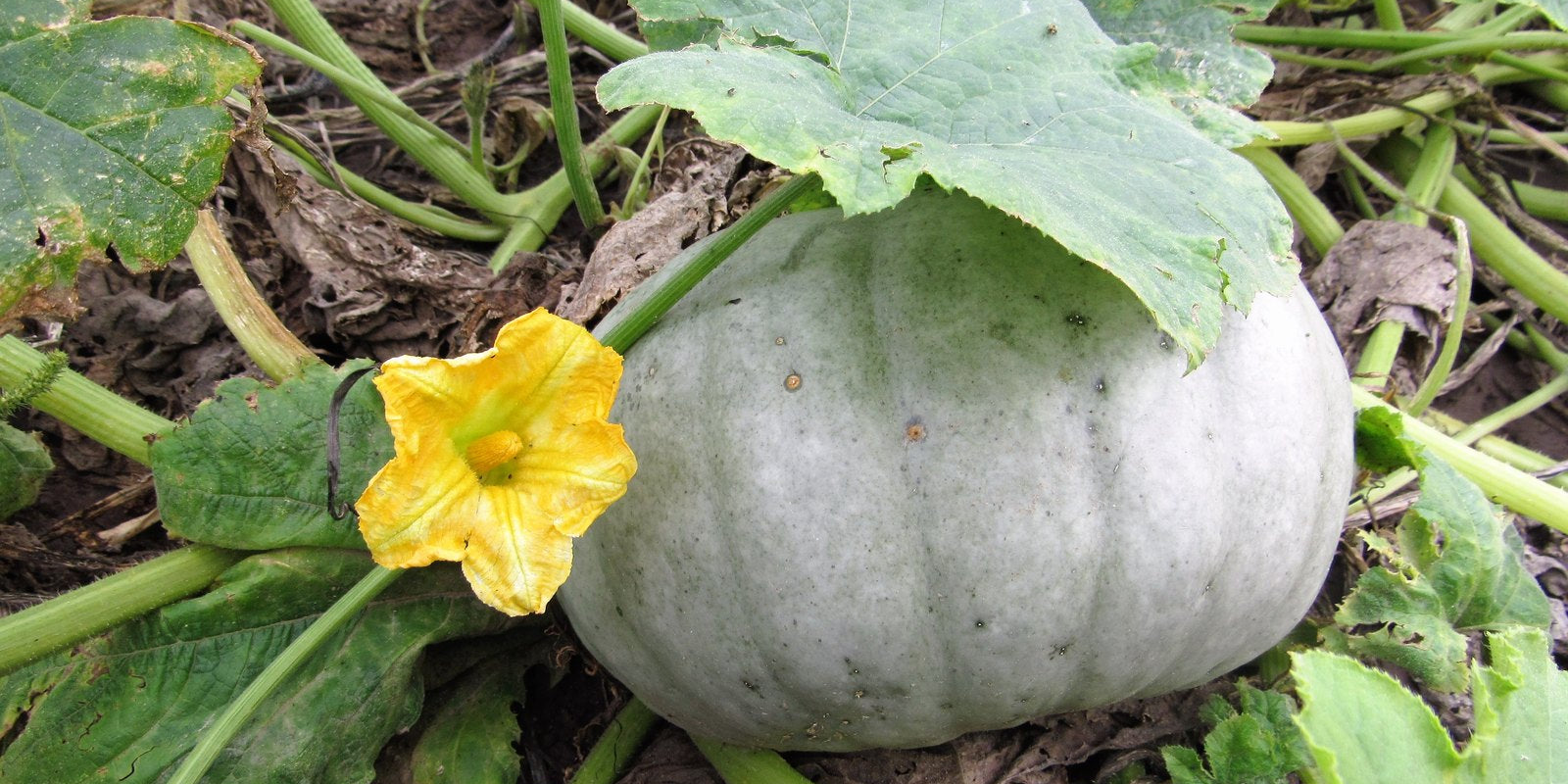 How to Grow Pumpkins in Australia