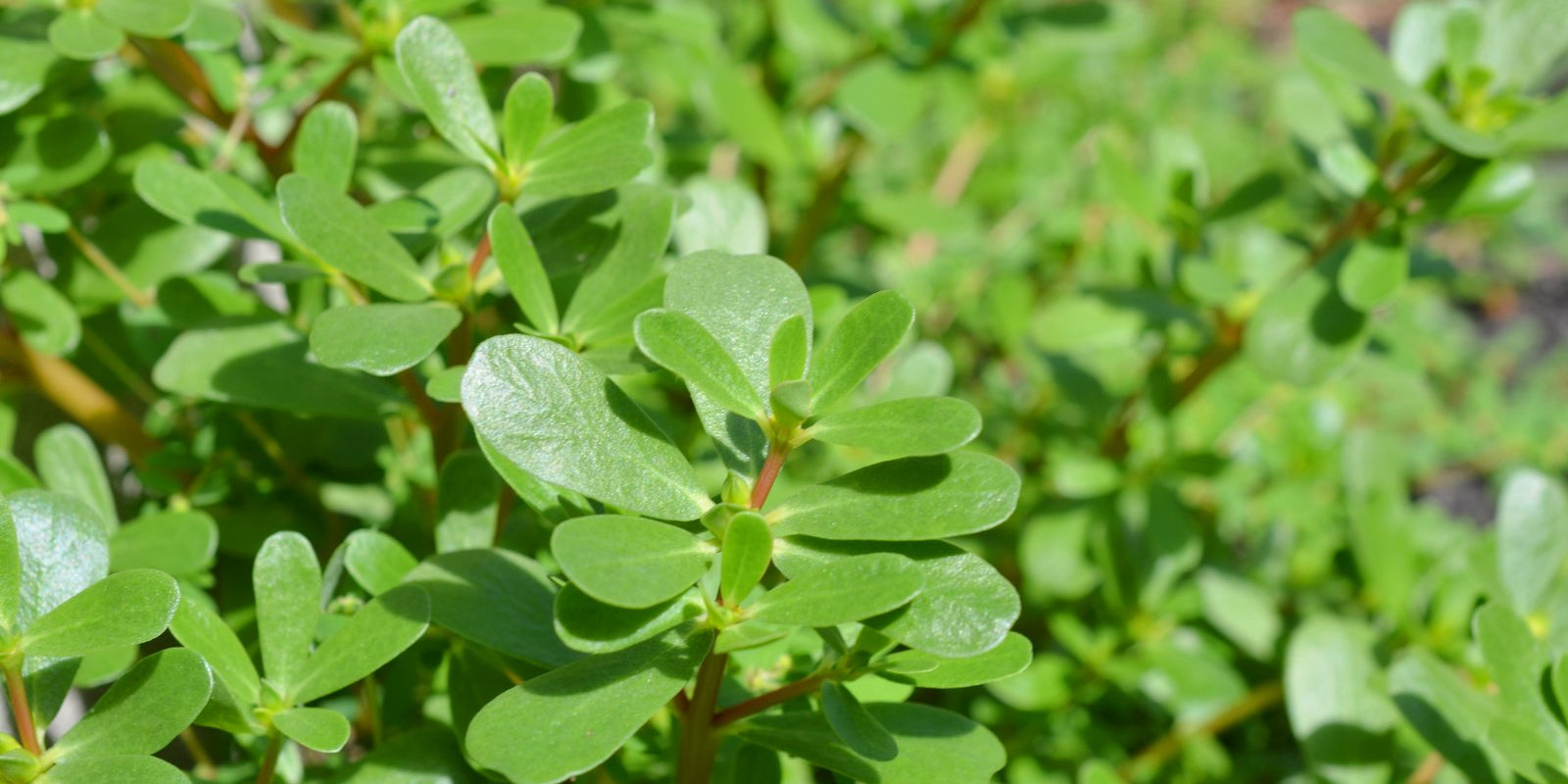How to Grow Purslane in Australia