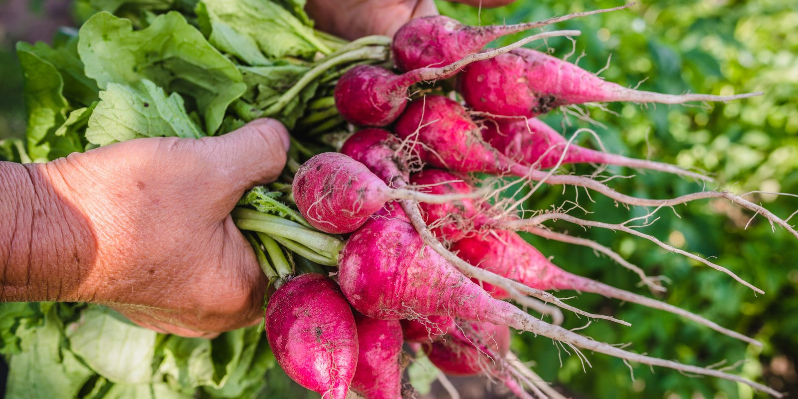 How to Grow Radishes in Australia